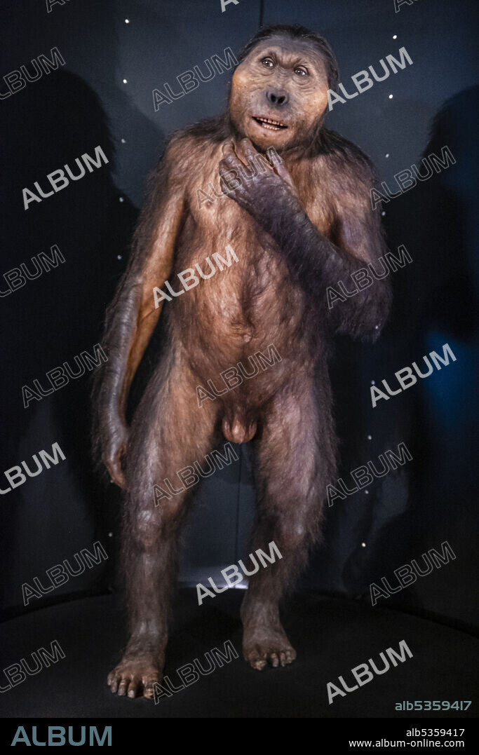 Paranthropus boisei, Museo de la evolución humana, MEH, Burgos , Spain.