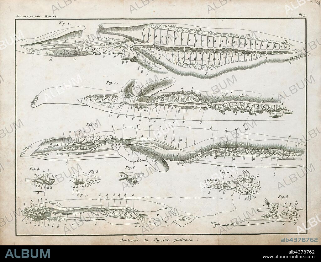 Myxine glutinosa, Print, Myxine glutinosa, known as the Atlantic hagfish in North America, and often simply as the hagfish in Europe, is a species of jawless fish of the genus Myxine., anatomy.