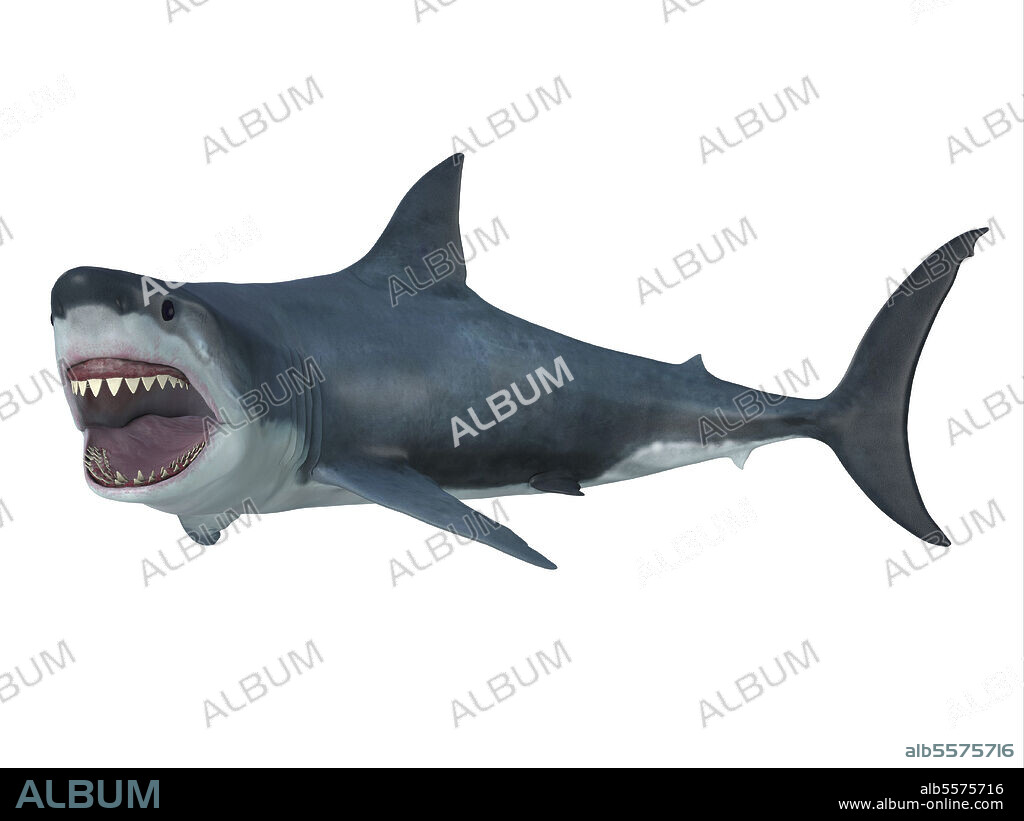 Great white shark, side profile. The great white shark is the largest predatory shark in the ocean and can grow to 26 feet and live for 70 years.