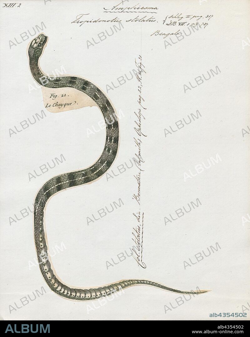 Tropidonotus stolatus, Print, The buff striped keelback (Amphiesma stolatum) is a species of nonvenomous colubrid snake found across Asia. It is the sole species of genus Amphiesma. It is a typically nonaggressive snake that feeds on frogs and toads. It belongs to the subfamily Natricinae, and is closely related to water snakes and grass snakes. It resembles an Asian version of the American garter snake. It is quite a common snake but is rarely seen., 1700-1880.