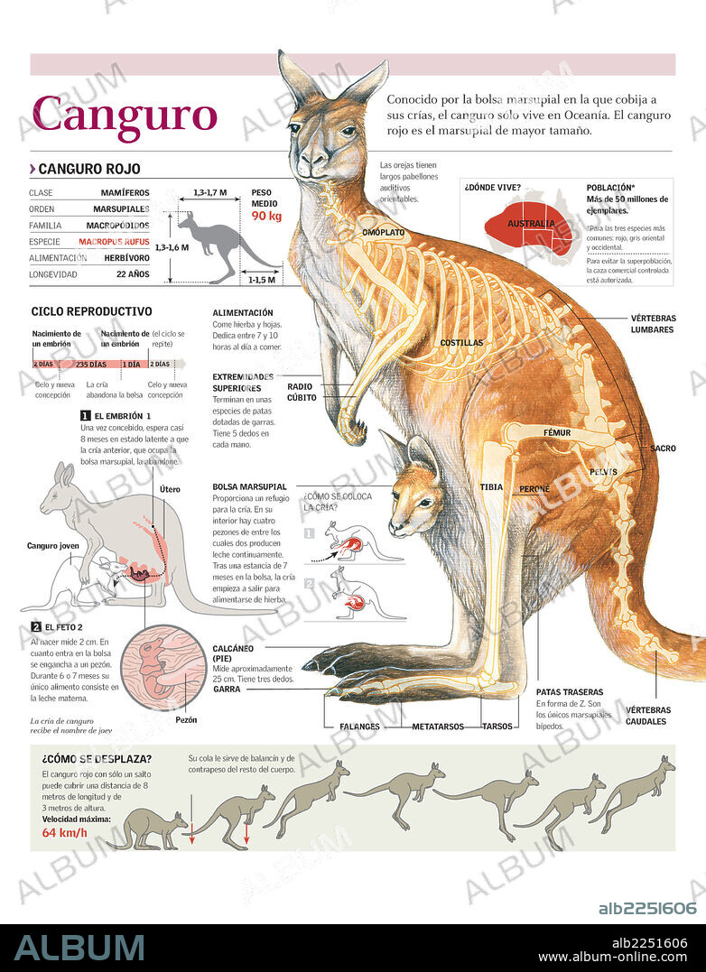 CANGURO. Infografía de la anatomía, distribución geográfica, ciclo reproductivo y locomoción del canguro.