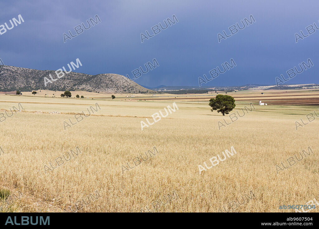 campo de cereales bajo un cielo de lluvia, Murcia, Spain.