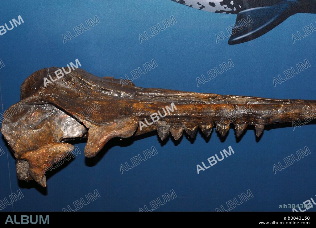 Squalodon Whale fossil