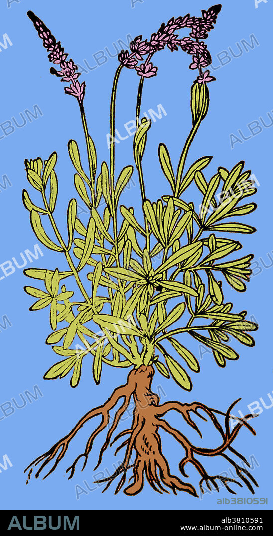 Woodcut illustration of spikenard, 1587. Spikenard (Nardostachys grandiflora or Nardostachys jatamansi) is a flowering plant of the Valerian family that grows in the Himalayas of China, also found growing in the northern region of India and Nepal. Nard oil is used as a perfume, an incense, a sedative, and an herbal medicine said to fight insomnia, birth difficulties, and other minor ailments. The oil was known in ancient times and was part of the Ayurvedic herbal tradition of India. Spikenard is still used in many Tibetan healing incenses. It is used in the herbal medicine of India, Tibet and the rest of China as a nerve tonic and sedative for sleep disorders. Uses in witchcraft and magic include: meditation, ancient Egyptian and Hebrew incense, elemental magic and an Earth herb.
