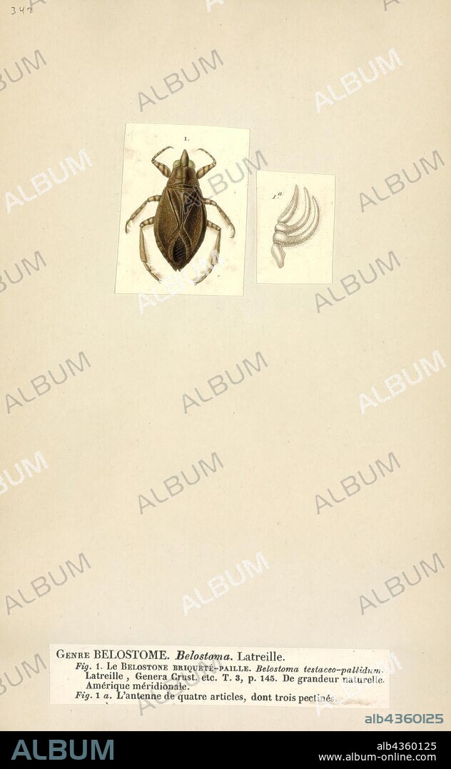 Belostoma, Print, Belostoma is a genus of insects in the hemipteran family Belostomatidae, known colloquially as giant water bugs. Members of this genus are native to freshwater habitats in the Americas, with the greatest species richness in tropical South America. Most species in the family Belostomatidae have historically been included in Belostoma, but several of these have been moved to other genera (although Belostoma remains a genus with many members).