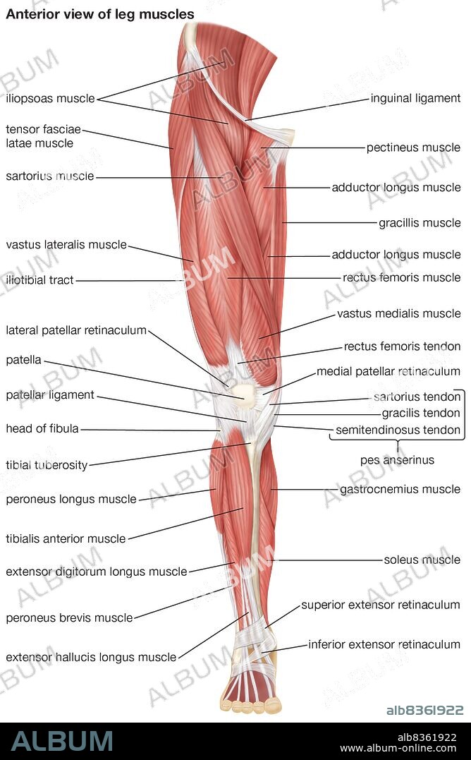 The anterior view of the muscles of the human right leg.