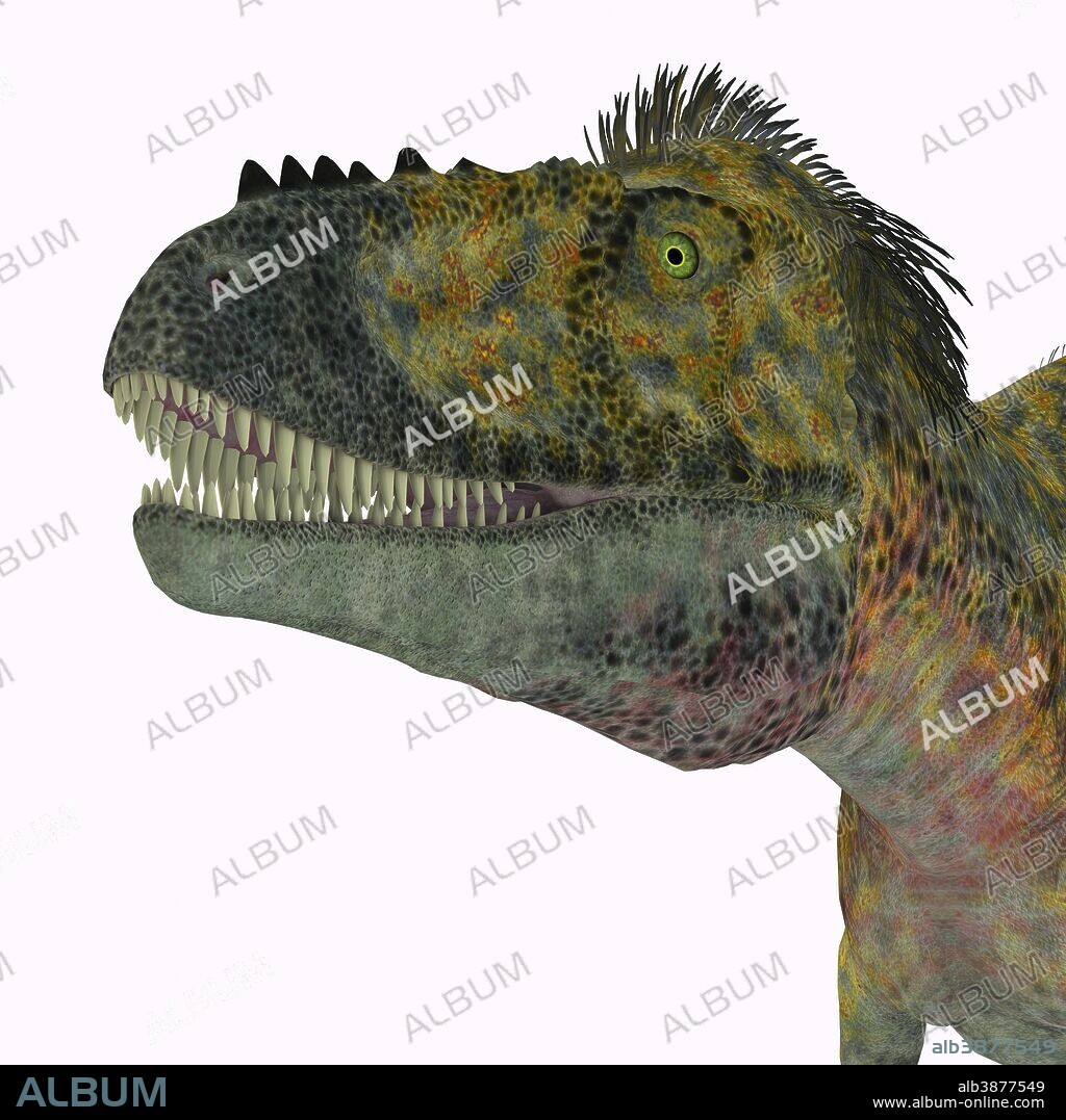 Alioramus dinosaur head. Alioramus was a carnivorous theropod dinosaur that lived in Asia during the Cretaceous Period.