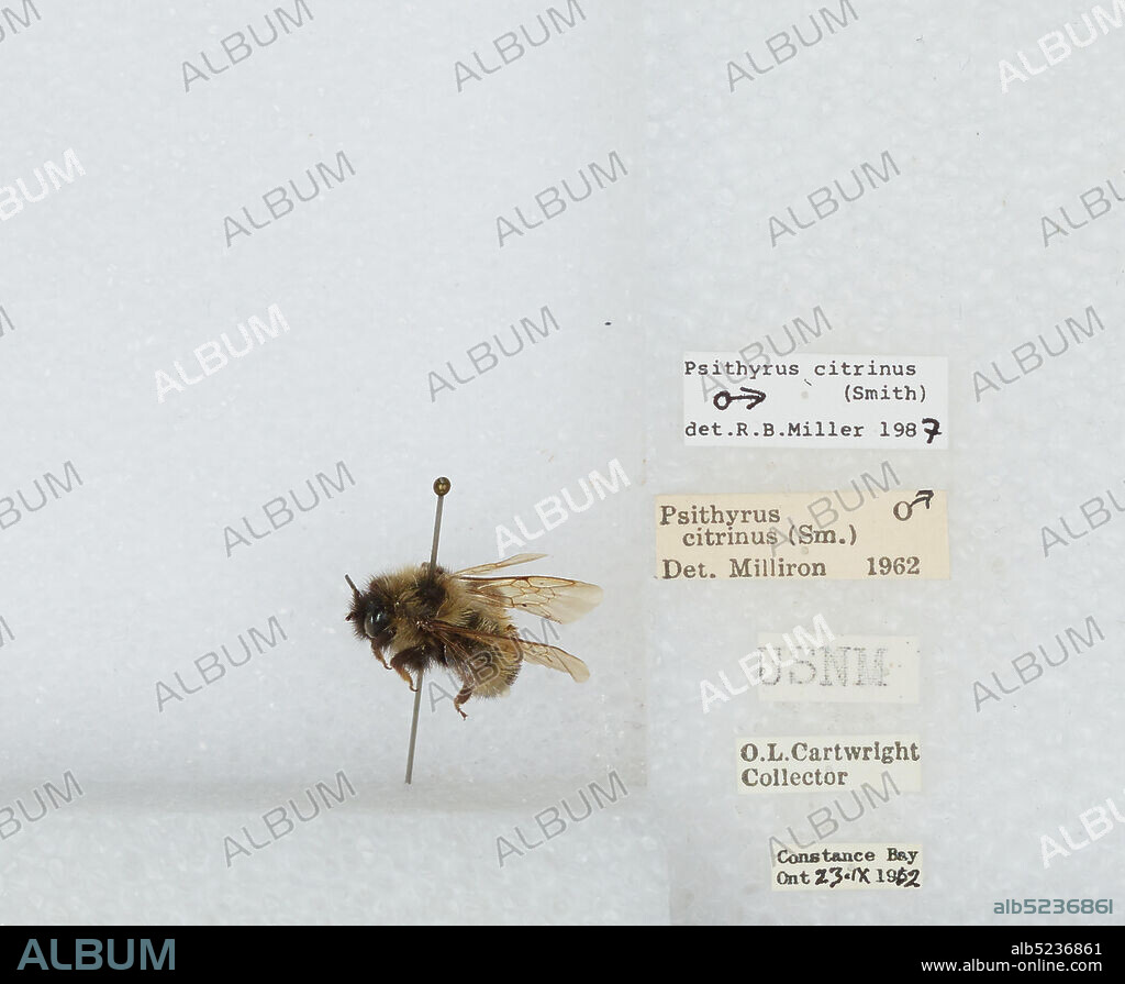 Constance Bay, Ontario, Canada, Bombus (Psithyrus) citrinus (Smith, 1873), Animalia, Arthropoda, Insecta, Hymenoptera, Apidae, Apinae.