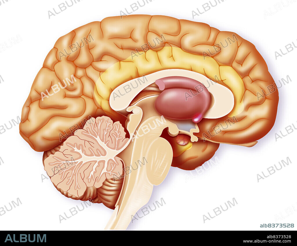 The brain.. Representation of a mediane sagittal section of the brain and highlighting of certain structures.. In yellow : gyrus cinguli.. In orangish on the hippocampus : amygdala.. Blue zone : hypothalamus.. In pink : nucleus accumbens (implicated in the dependancy to drugs).. In pinkish : lentiform nucleus and caudate nucleus (cut).