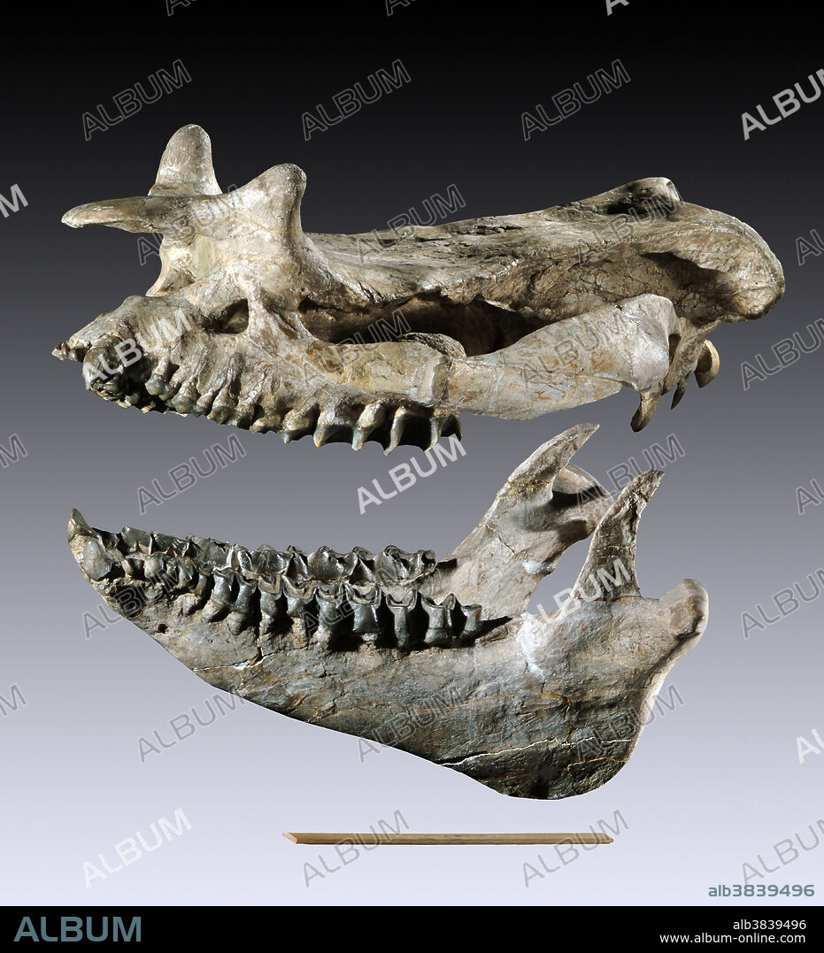 Brontotherium leidyi, skull and lower jaw (12 inch ruler), Early Oligocene, Chadron Formation, Squaw Creek, Nebraska.