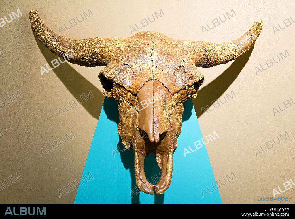 Prehistoric Bison (Bison Antiquus) skull on display at a museum.