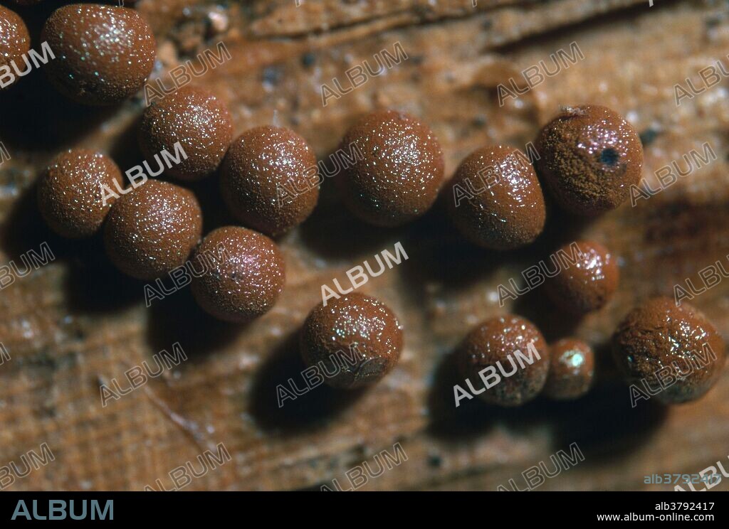 Prototrichia metallica, a slime mold. Magnification x3.