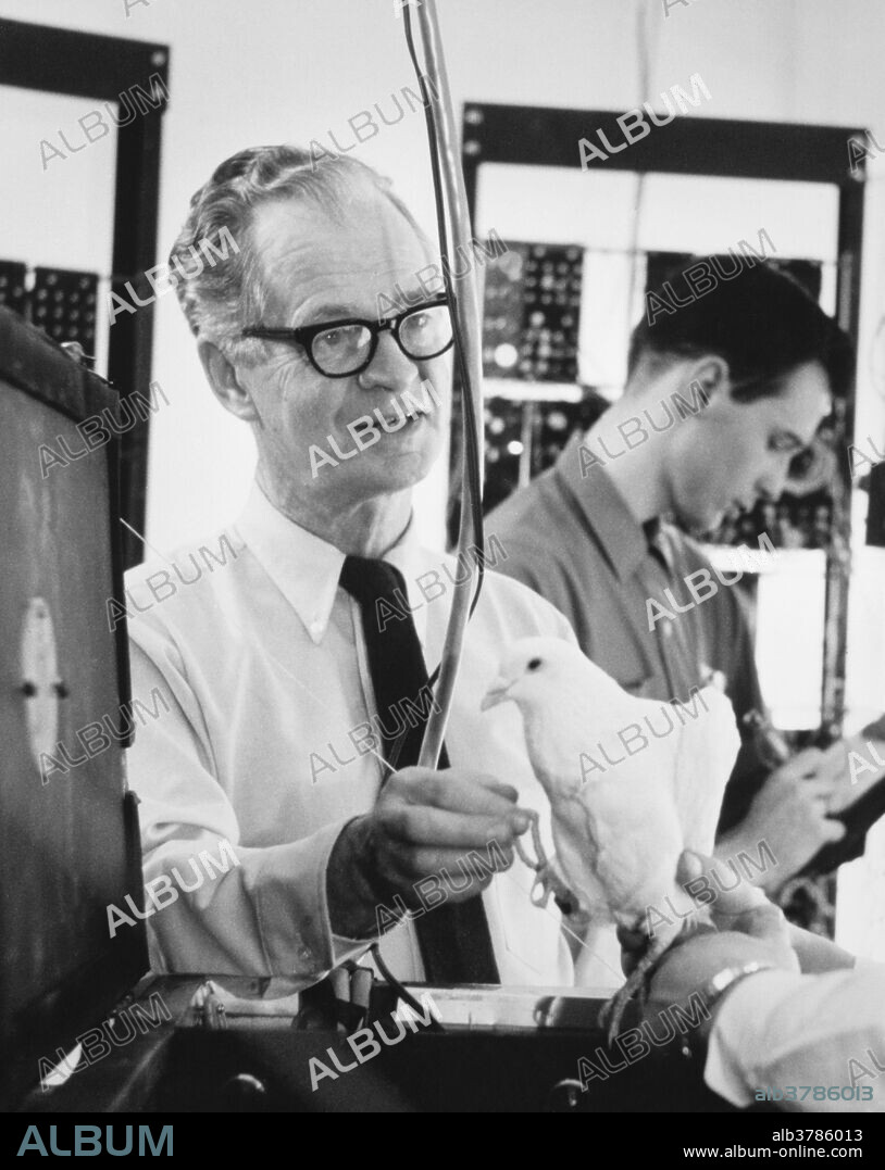 B. F. Skinner (1904-1990), American experimental research psychologist and exponent of radical behaviorism. He is shown here with a pigeon in his laboratory.