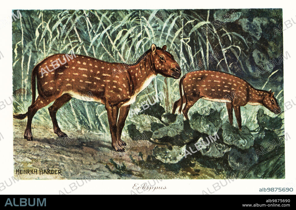 Eohippus angustidens, extinct species of small equid ungulate, early Eocene (Ypreseian). Eohippus or Hyracotherium. Colour printed illustration after Heinrich Harder from Wilhelm Bolsches Tiere der Urwelt (Animals of the Prehistoric World), Reichardt Cocoa company, Hamburg, 1908. Heinrich Harder (1858-1935) was a German landscape artist and book illustrator.