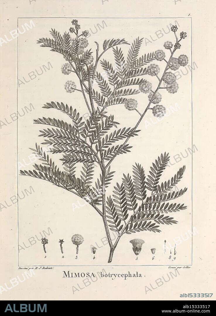 Description des plantes nouvelles et peu connues, A Paris, De l'imprimerie de Crapelet, an 8, [i.e. 1799 or 1800]. Botany, Pictorial works, This depiction features a detailed botanical illustration of the Mimosa botycephala plant. The intricate arrangement showcases the plant's delicate leaf structure and spherical flower clusters. Below the main illustration, smaller sketches provide additional views of the plant's distinctive features, including the leaflets and flower buds. Each element is meticulously drawn, emphasizing the elegance and complexity of the Mimosa species. The label at the bottom designates the scientific name, contributing to the educational nature of this representation.