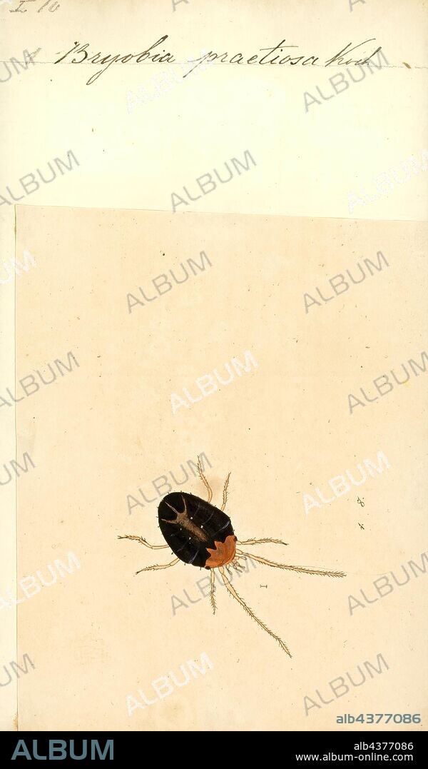 Bryobia, Print, Bryobia is a genus of mites in the spider mite family, Tetranychidae. The taxonomy of the genus is difficult. The genus has been revised several times. It is difficult to distinguish these tiny species from each other on the basis of morphological characters, and there is little agreement on which characteristics are of importance. Also, species can be variable in morphology. Over 130 species have been described, but many of the names are likely synonyms.