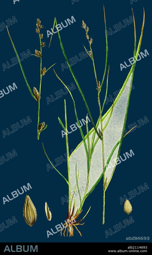 Carex remota; Distant-spiked Sedge.