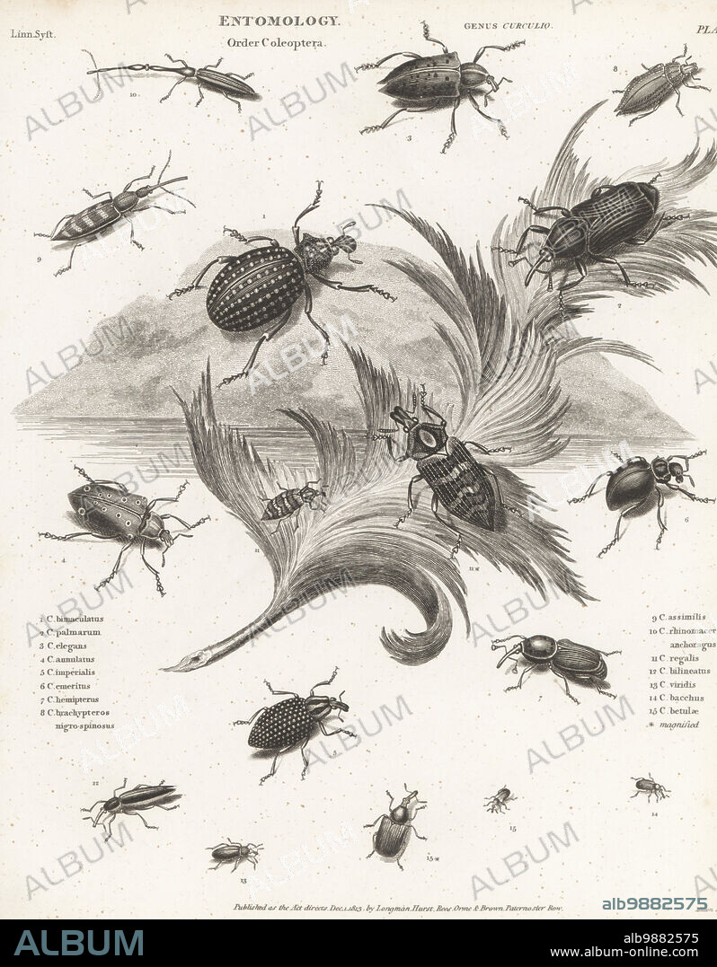 Species of weevil: Tournotaris bimaculata 1, South American palm weevil, Rhynchophorus palmarum 2, pecan gall curculio, Conotrachelus elegans 3, Cholus annulatus 4, Brazilian diamond beetle, Entimus imperialis 5, Brachycerus emeritus 6, Metamasius hemipterus 7, Curculio brachypteros nigro-spinosus 8, Ceutorhynchus assimilis 9, Cimberis attelaboides 10, Tetrabothynus regalis 11, Rhynchaenus bilineatus 12, Chlorophanus viridis 13, Rhynchites bacchus 14, and Byctiscus betulae 15 * magnified. Copperplate engraving by Thomas Milton from Abraham Rees' Cyclopedia or Universal Dictionary of Arts, Sciences and Literature, Longman, Hurst, Rees, Orme and Brown, Paternoster Row, London, December 1, 1813.
