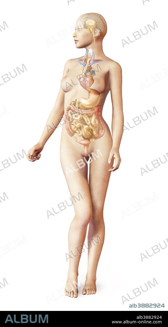 Human female body with full endocrine system superimposed.