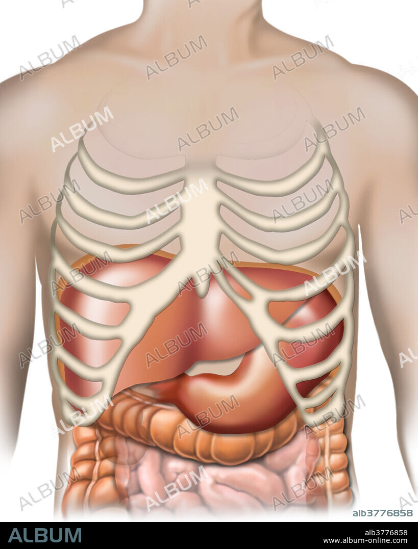 Liver and stomach, illustration