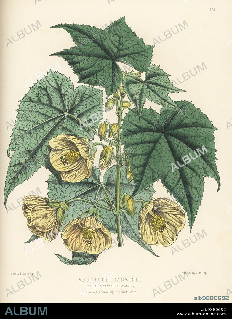 Callianthe darwinii, popular ornamental hothouse plant native to Brazil. Raised by James Herbert Veitch and Sons, of Chelsea. As Abutilon darwinii. Handcolored botanical illustration drawn and lithographed by Worthington George Smith from Henry Honywood Dombrain's Floral Magazine, New Series, Volume 3, L. Reeve, London, 1874. Lithograph printed by Vincent Brooks, Day & Son.