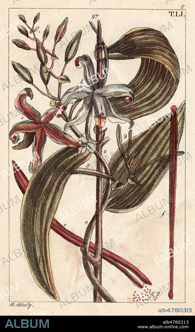 VANILLE vanilla planifolia- Gravure coloree a la main, Illustration de J. SCHALY pour l'ouvrage de G T WILHELM : Encyclopedie d'Histoire Naturelle, 1816, debut 19eme siecle. Credit FLORILEGIUS/KHARBINE TAPABOR.