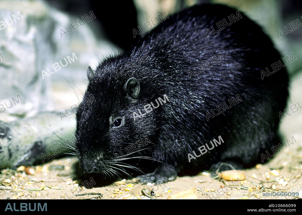 Browns Hutia (Geocapromys brownii), Jamaica, endangered species.