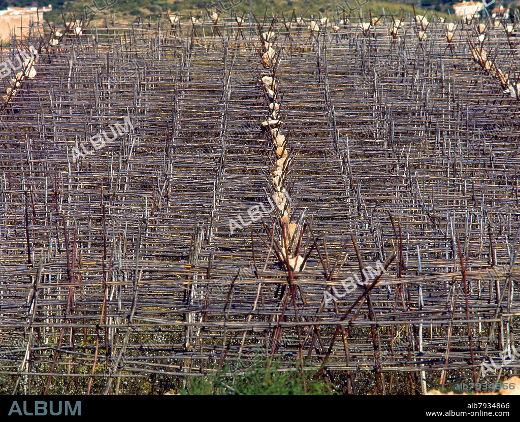 CAÑAS QUE FORMAN ESTRUCTURAS PARA LA SUJECION DE LAS TOMATERAS.
