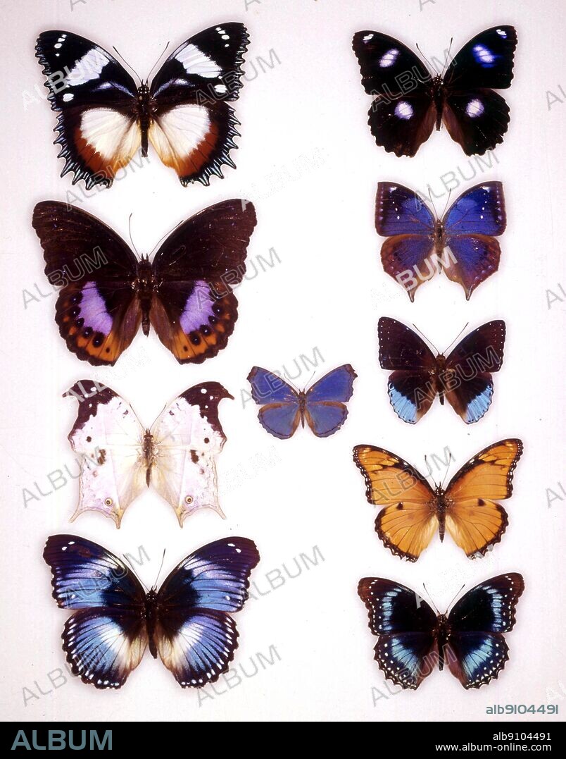 Butterflies/moths - (top to bottom on the left) Hypolimnas dexithea, Hypolimnas pandarus, Salamis anacardii, Hypolimnas salamacis - (top to bottom on the right) Hypolimnas bolina, Kallima jacksoni, Stibochiona coresia, Hypolimnas misippus, Hypolimnas alimena - (little one in the middle) Laringa castelnaui.