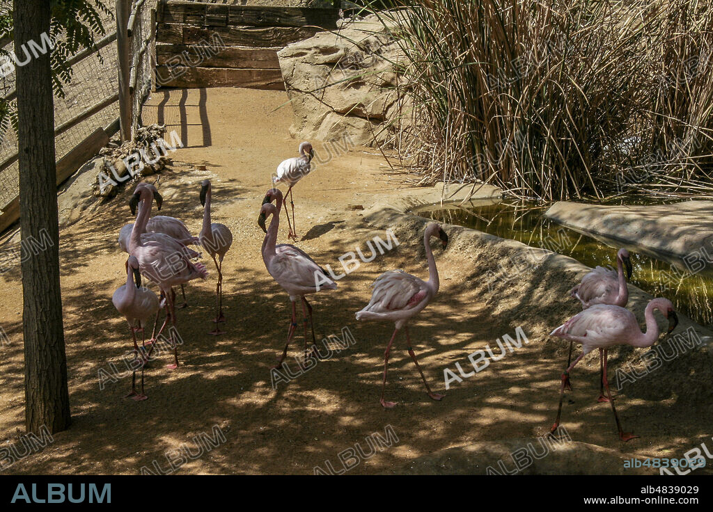 Province of Almería, Andalusia, Spain, Europe. Tabernas Desert (Desierto de Tabernas). Oasys Mini Hollywood film set, western theme park. The Zoological Reserve: Lesser flamingos (Phoeniconaias minor, Animalia, Chordata, Aves, Order: Phoenicopteriformes, Family: Phoenicopteridaer).