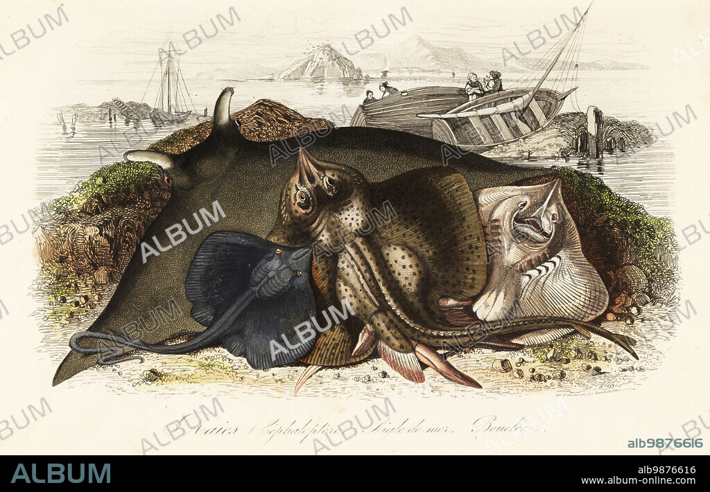 Giant oceanic manta ray, Mobula birostris, common eagle ray, Myliobatis aquila, and thornback ray, Raja clavata, on a beach with fishermen and boats behind. Raies: Cephaloptere, Aigle de mer, Bouclee. Handcoloured steel engraving printed by F. Chardon from Achille Comtes Musee dHistoire Naturelle, Museum of Natural History, Gustave Hazard, Paris, 1854.