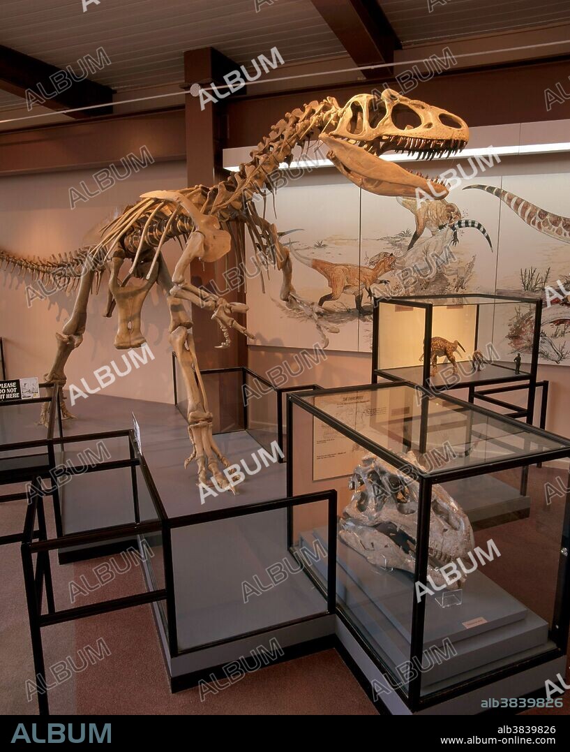 Allosaurus fragilis skeleton in Dinosaur National Monument, Utah. The skull in the display case is also of an Allosaurus.