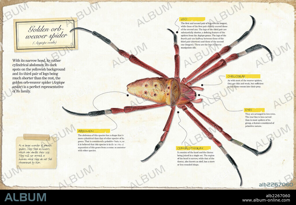 Golden orb-weaver spider. Infographic of the anatomy of Golden orb-weaver spider (Argiope ocula).