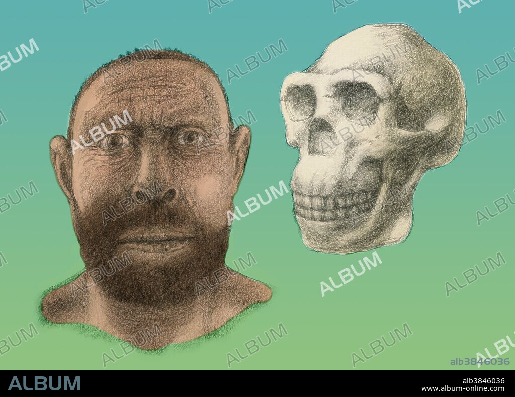 Homo erectus skull and facial reconstruction. Homo erectus was the most widespread of the hominids (with the exception of modern humans), and lived between 1.6 and 0.3 million years ago.