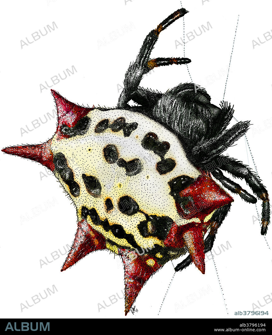 Illustration of a Spiny-Backed Orb Weaver Spider (Gasteracantha cancriformis).