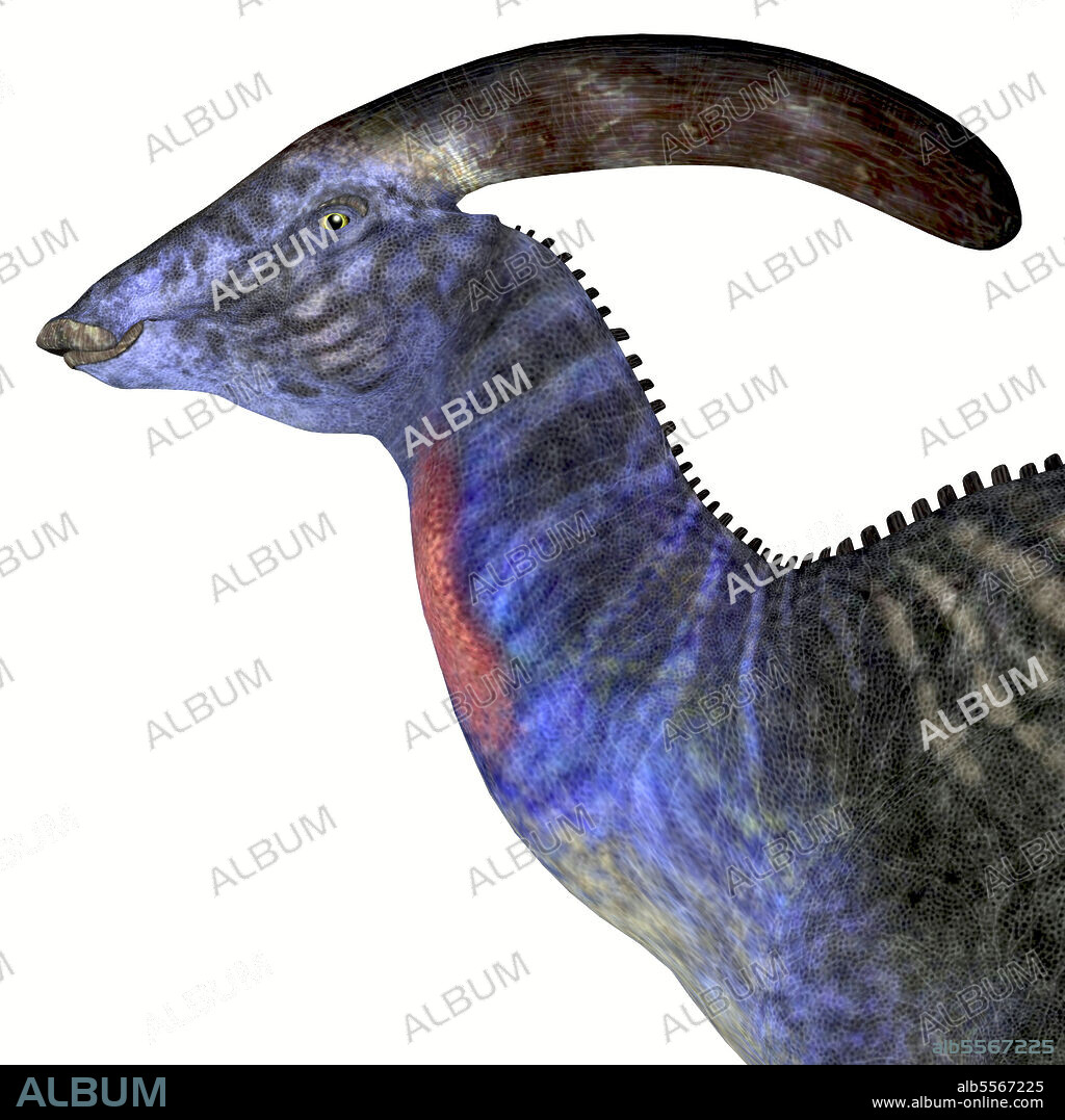 Parasaurolophus dinosaur head. Parasaurolophus with a cranial crest was a herbivorous Hadrosaur dinosaur that lived in North America during the Cretaceous Period.