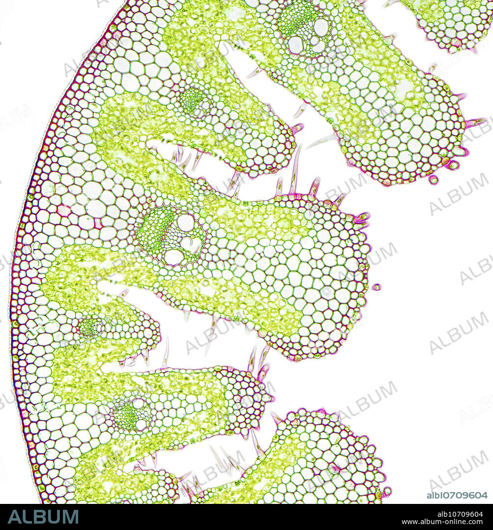 Light micrograph of ammophila (marram grass) transverse section of xerophyte leaf. Double stained. Hfw = 845um.