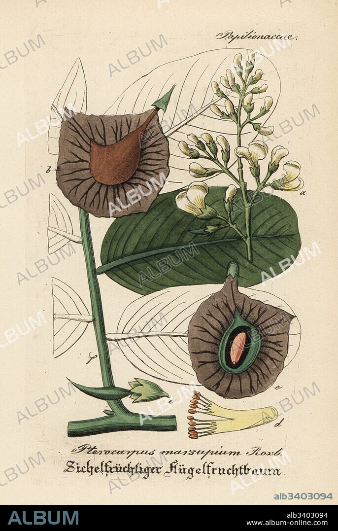 Malabar kino, Indian kino tree or vijayasar, Pterocarpus marsupium. Vulnerable. Handcoloured copperplate engraving from Dr. Willibald Artus' Hand-Atlas sammtlicher mediinisch-pharmaceutischer Gewachse, (Handbook of all medical-pharmaceutical plants), Jena, 1876.