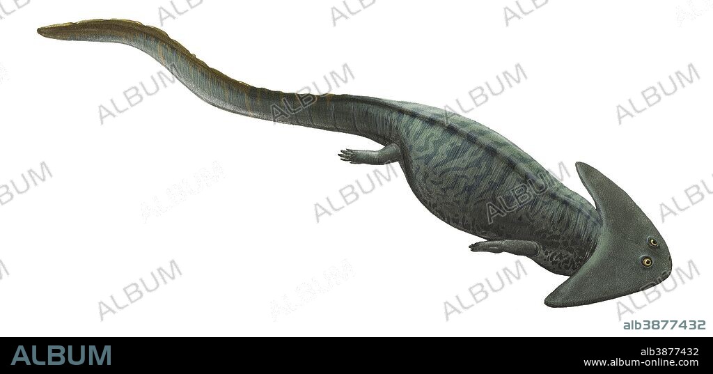 Diplocaulus salamandroides, a prehistoric animal from the Paleozoic Era.