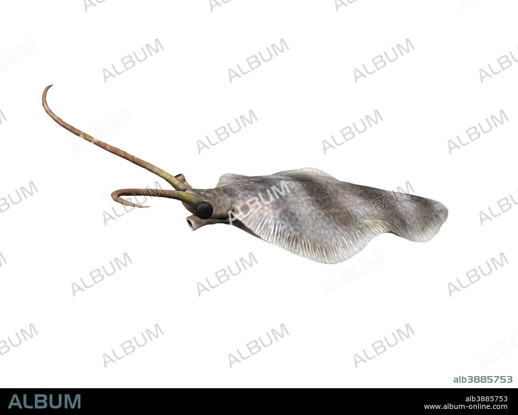 Nectocaris pteryx is an extinct animal from the Cambrian of Canada.