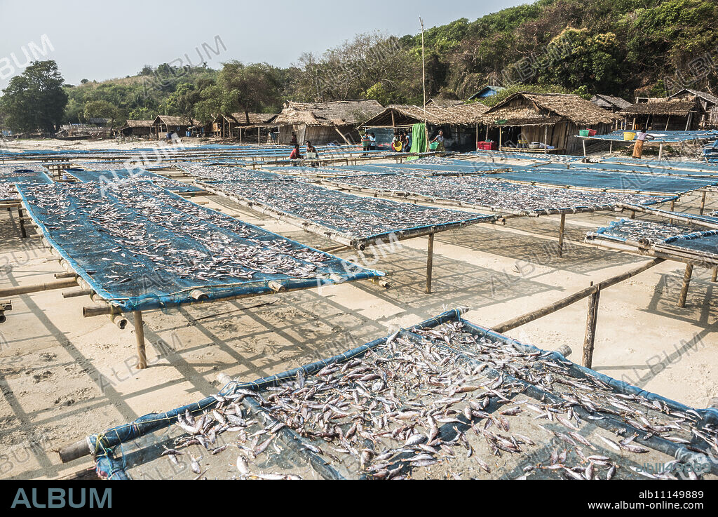 Fish drying in the fishing village at Tizit Beach, Dawei Peninsula, Tanintharyi Region, Myanmar (Burma), Asia.