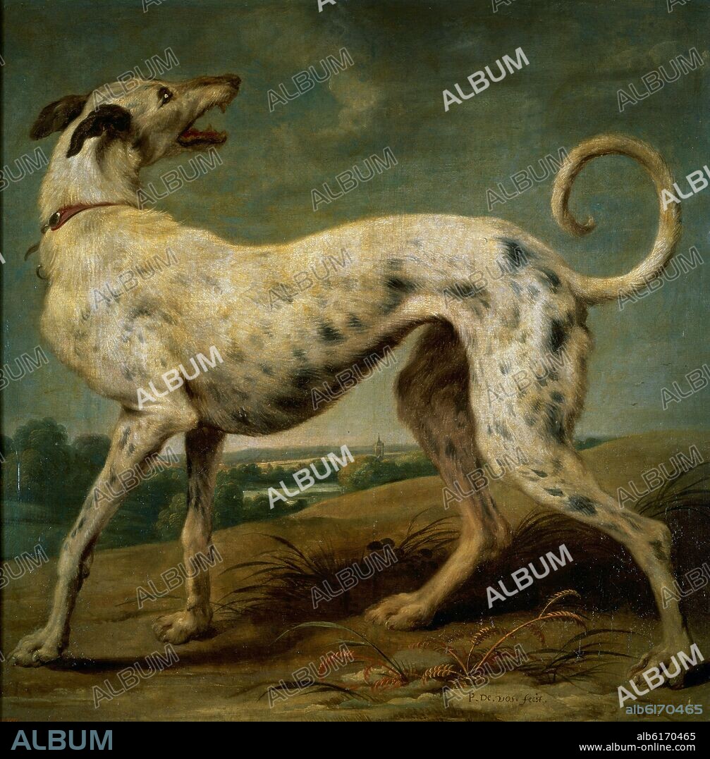 PAUL DE VOS (1596/1678). UN GALGO BLANCO - SIGLO XVII - OLEO/LIENZO - 105 x 105 cm - NP 1876 - ESCUELA FLAMENCA.