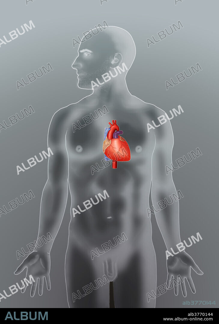 Illustration of a man's body showing the position of the heart.