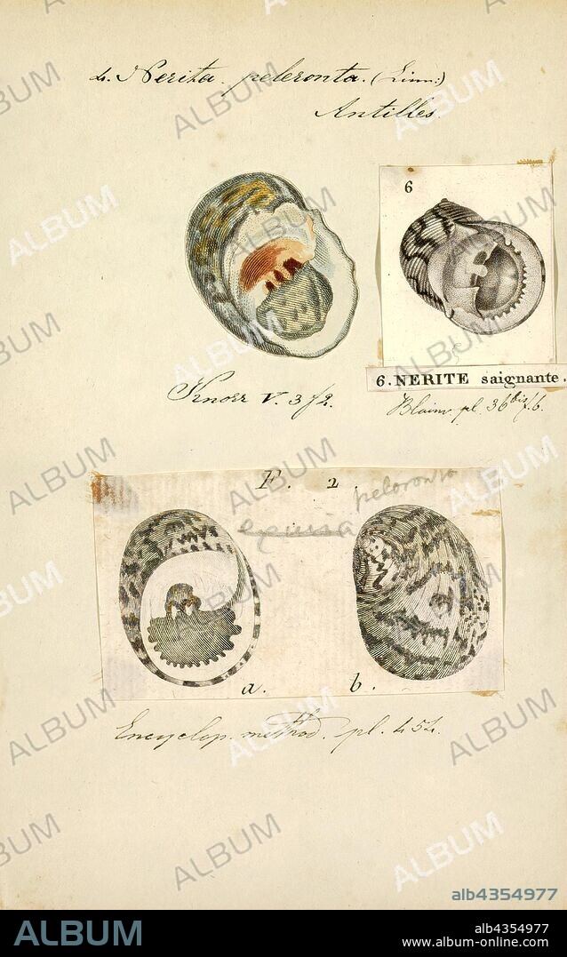 Nerita peleronta, Print, Nerita is a genus of medium-sized to small sea snails with a gill and an operculum, marine gastropod molluscs in the family Neritidae, the nerites.