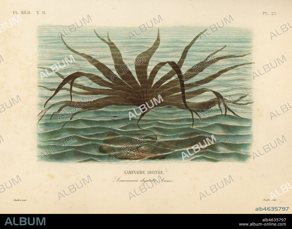 Oarweed, Laminaria digitata, Laminaire digitee. Handcoloured steel engraving by Oudet after a botanical illustration by Edouard Maubert from Pierre Oscar Reveil, A. Dupuis, Fr. Gerard and Francois Herincqs La Regne Vegetal: Flore Medicale, L. Guerin, Paris, 1864-1871.