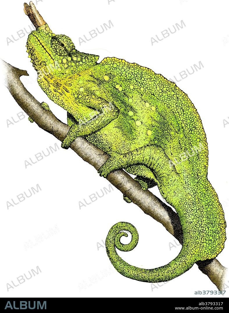 Art illustration of a two-horned Mountain Chameleon (Trioceros montium).