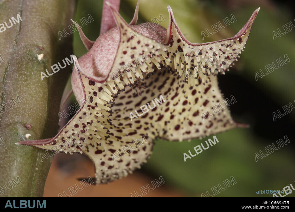 Carrion Flower (Huernia valkartii v repens)