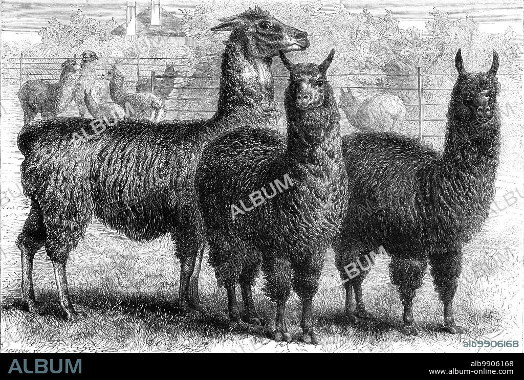 PEARSON. Mr. Ledger's alpacas and llamas at Sophienburg, the seat of Mr. Atkinson, New South Wales, 1861. 'Llama, cross, alpaca...selected for slaughter and exhibition as stuffed specimens at the Great Exhibition of 1862...The Peruvian Government, jealous of so wealth-producing an animal being possessed by other countries, in 1845 issued a decree prohibiting their exportation, and imposing a penalty of forfeiture of the flock and of ten years' labour in chains...on the owner of any flock of these animals found within a certain distance of the coast...Mr. Charles Ledger succeeded, in 1858, in landing at Sydney 276 of these animals...It is impossible too highly to estimate the importance of this to the future of our colonies...[for wool and meat. They are flourishing] showing in the most convincing manner both the perfect acclimatisation of the alpaca in Australia and the complete success of the crossbreeding Mr. Ledger has been conducting...on the 7th of September, the first alpaca meat killed in the colony was partaken of by a party of more than 300 ladies and gentlemen of the elite of Sydney...a silver medal was presented by the Society of Arts "To Mr. Charles Ledger, for the introduction of the alpaca into the Australian Colonies." From "Illustrated London News", 1861.