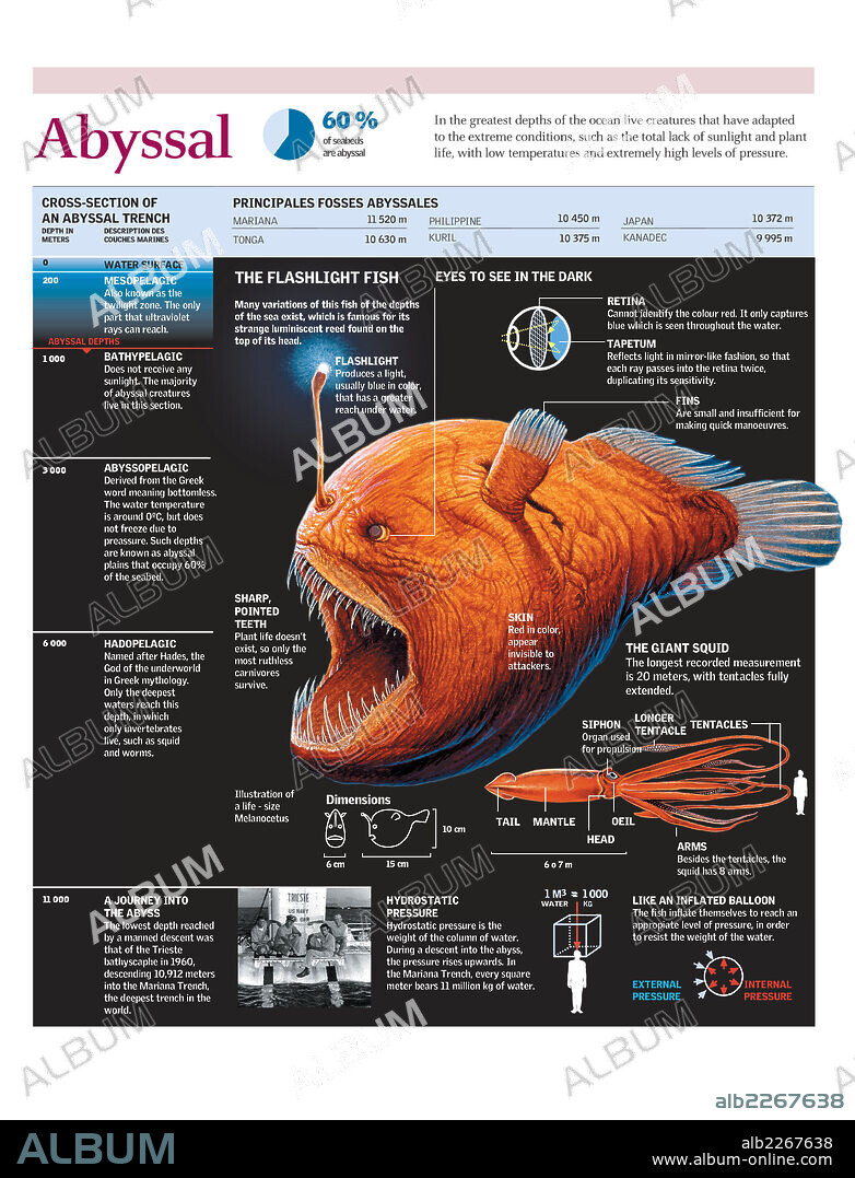 Abisal. Infografía de la fauna de las fosas abisales con detalle sobre el pez linterna.