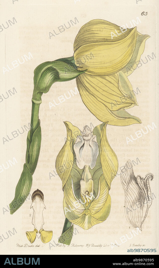 Mr. Clowes's anguloa, Anguloa clowesii. Found in Colombia by Linden, and named for orchid collector Reverend John Clowes of Broughton Hall. Handcoloured copperplate engraving by George Barclay after a botanical illustration by Sarah Drake from Edwards Botanical Register, continued by John Lindley, published by James Ridgway, London, 1844.